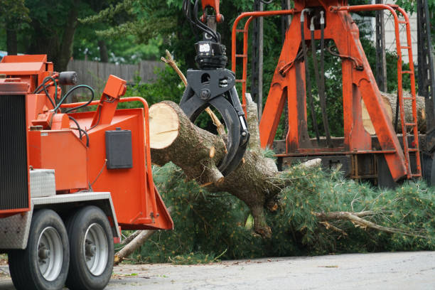 Tree Service Company in Fellsmere, FL